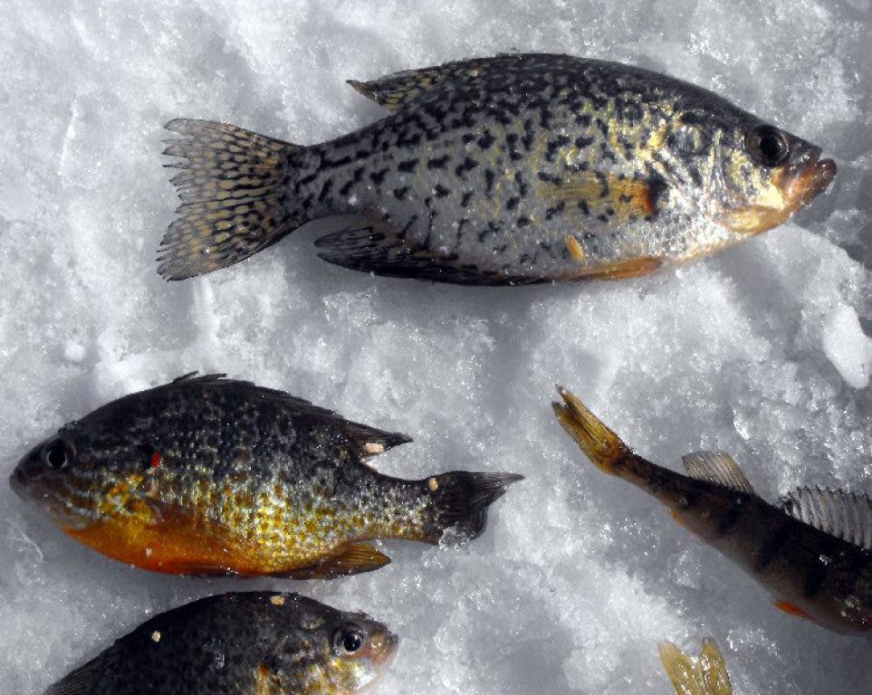 Viewfinder Ice Fishing on Brighton Lake Brighton, MI Patch