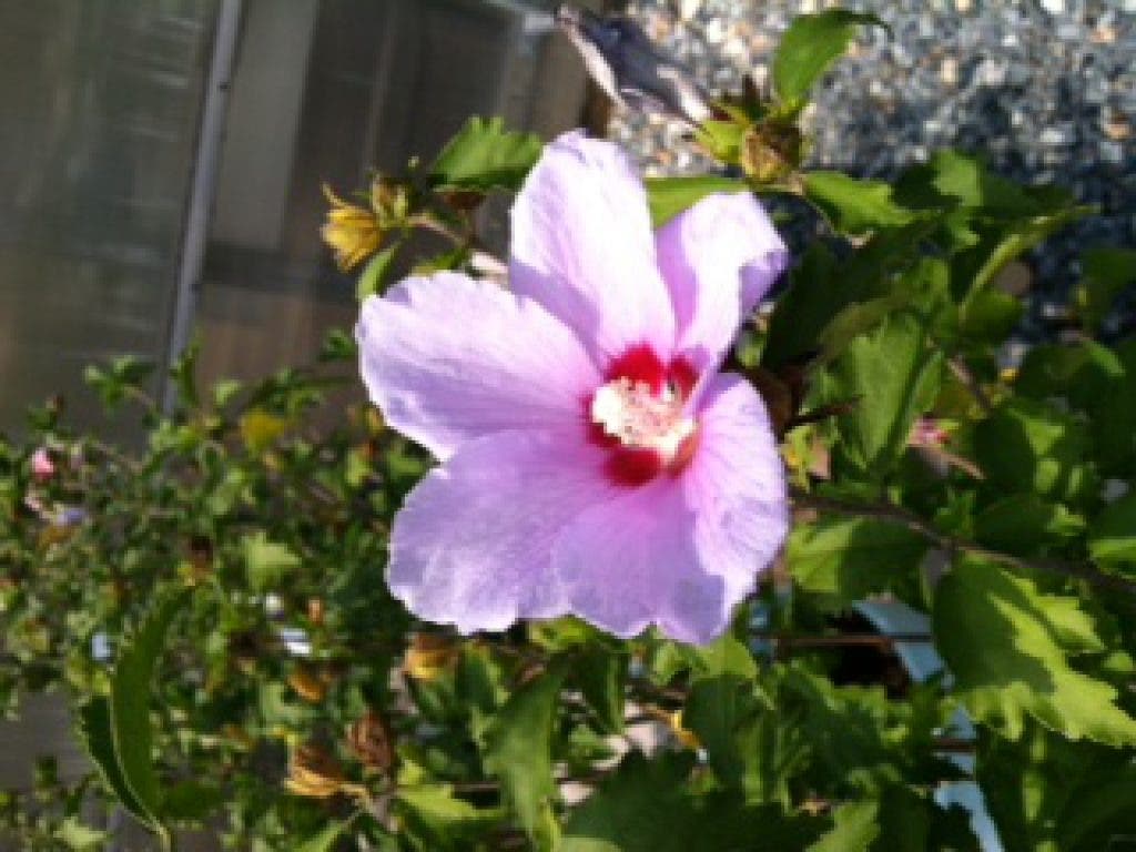 Greenstreet Gardens Flower of the Week: Rose of Sharon | Old Town  Alexandria, VA Patch
