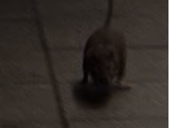 Commuter Nightmare? Rat Charges Man in the Subway [VIDEO] | Ossining ...