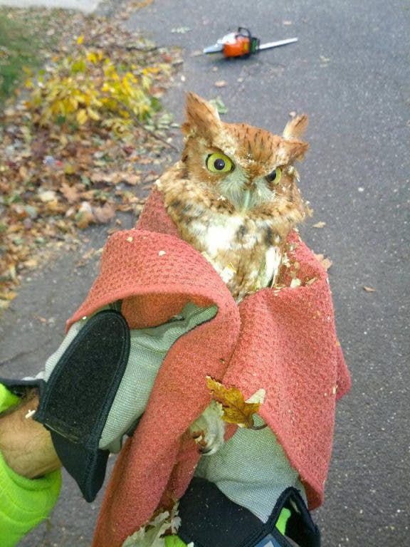 PHOTO: Owl Rescued from Tree on Sylvan Road