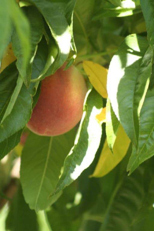 Peaches in Paradise Healdsburg, CA Patch