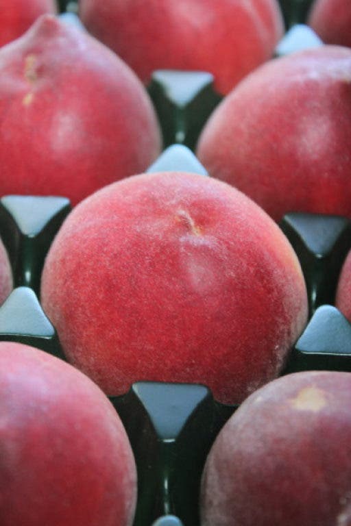 Peaches in Paradise Healdsburg, CA Patch