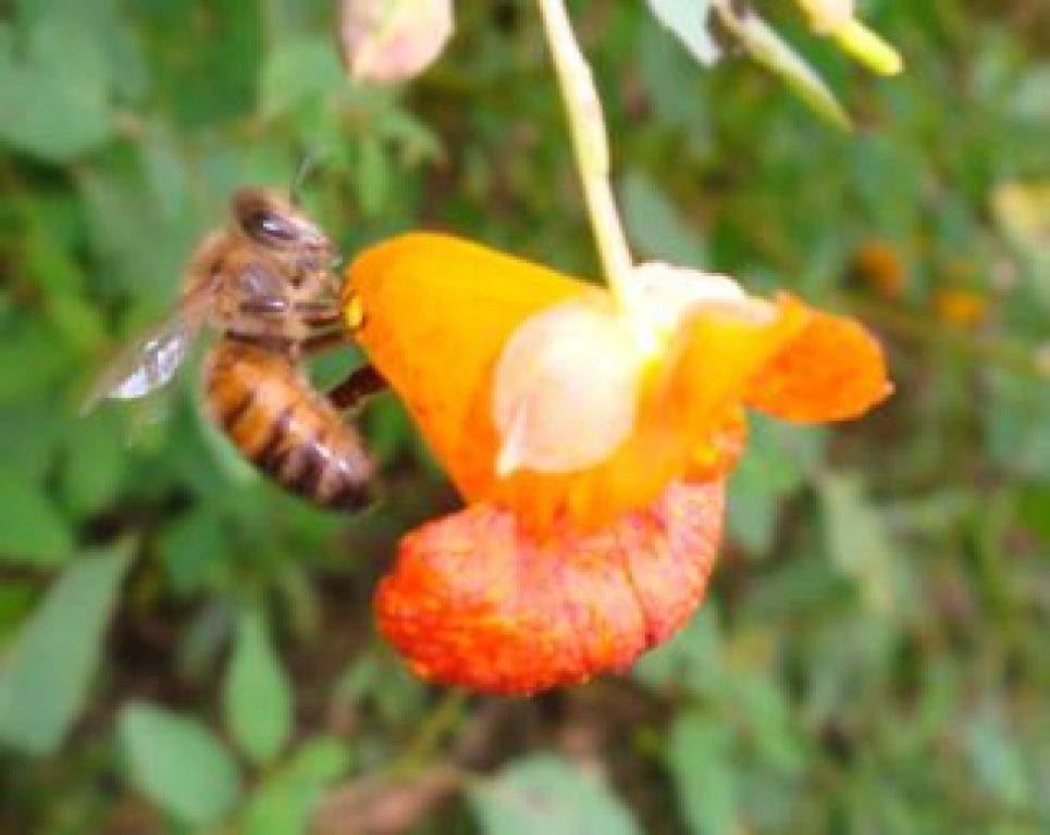 The Hidden Lives of Bees | Parkville, MD Patch