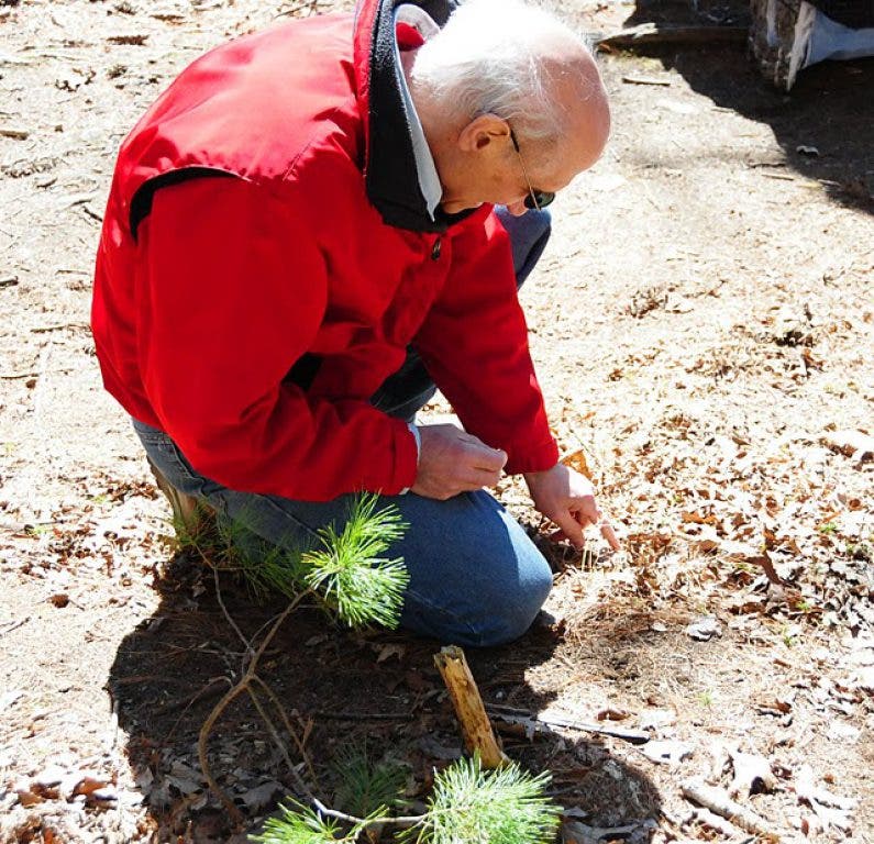 Viewfinder: Perspectives on Nature in Hamlen Woods | Wayland, MA Patch