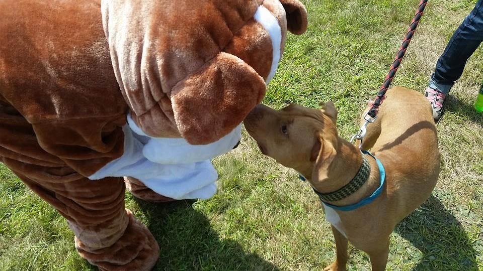 Pupstravaganza Raises 2,300 for WaterfordEast Lyme Animal Shelter