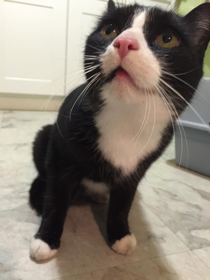 Black and White Cat Found Near Middlefield Church Durham, CT Patch