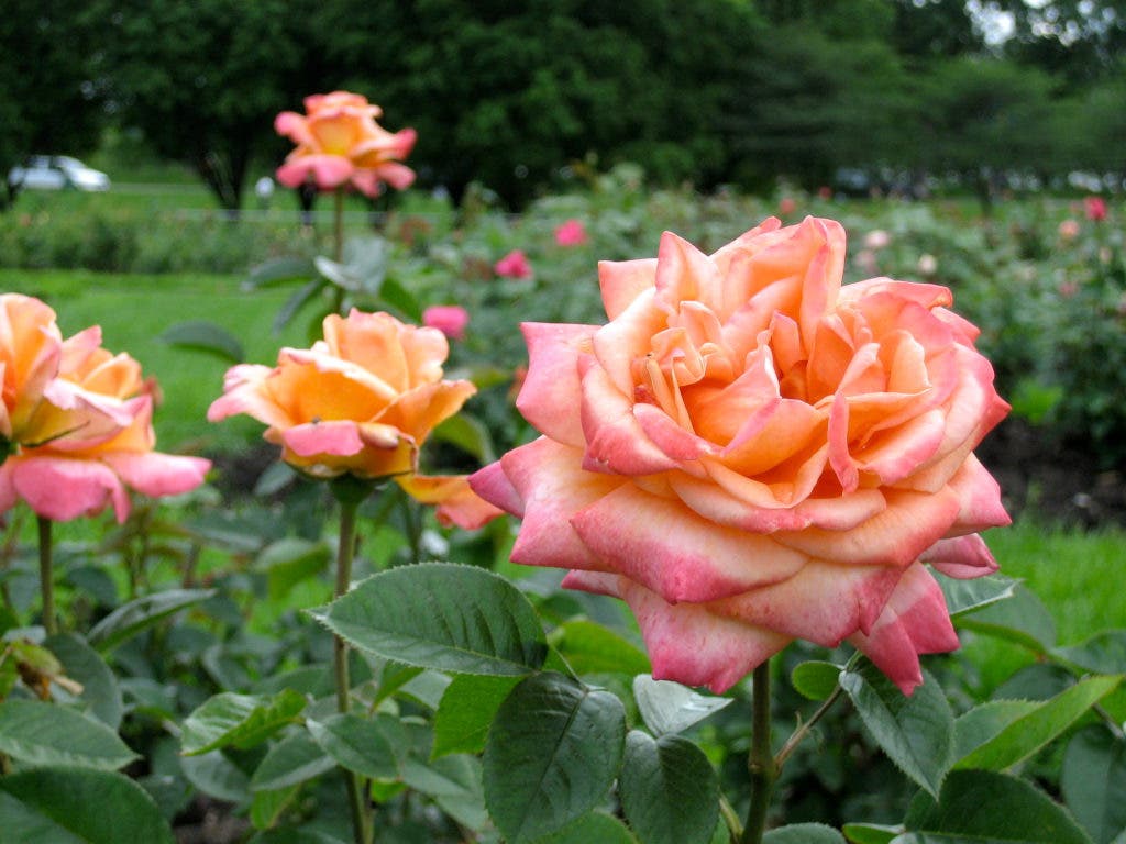 PHOTO: Remembering the Roses | Southwest Minneapolis, MN Patch