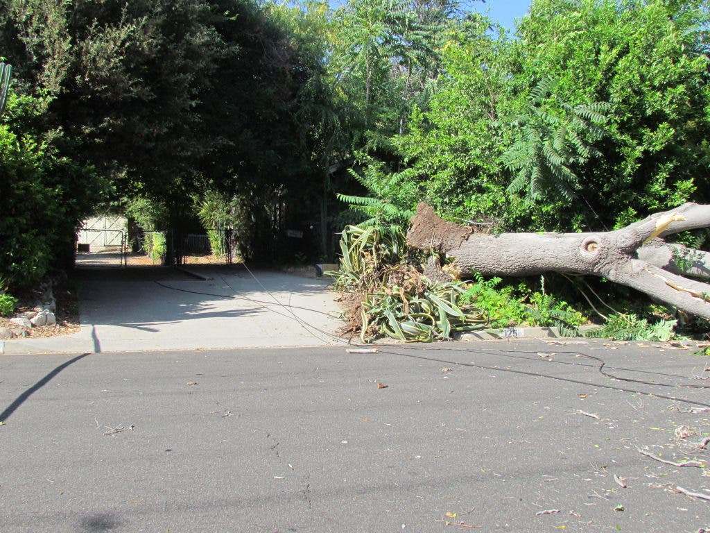PHOTOS: Fallen Tree Knocks Down Power Lines Saturday | Altadena, CA Patch