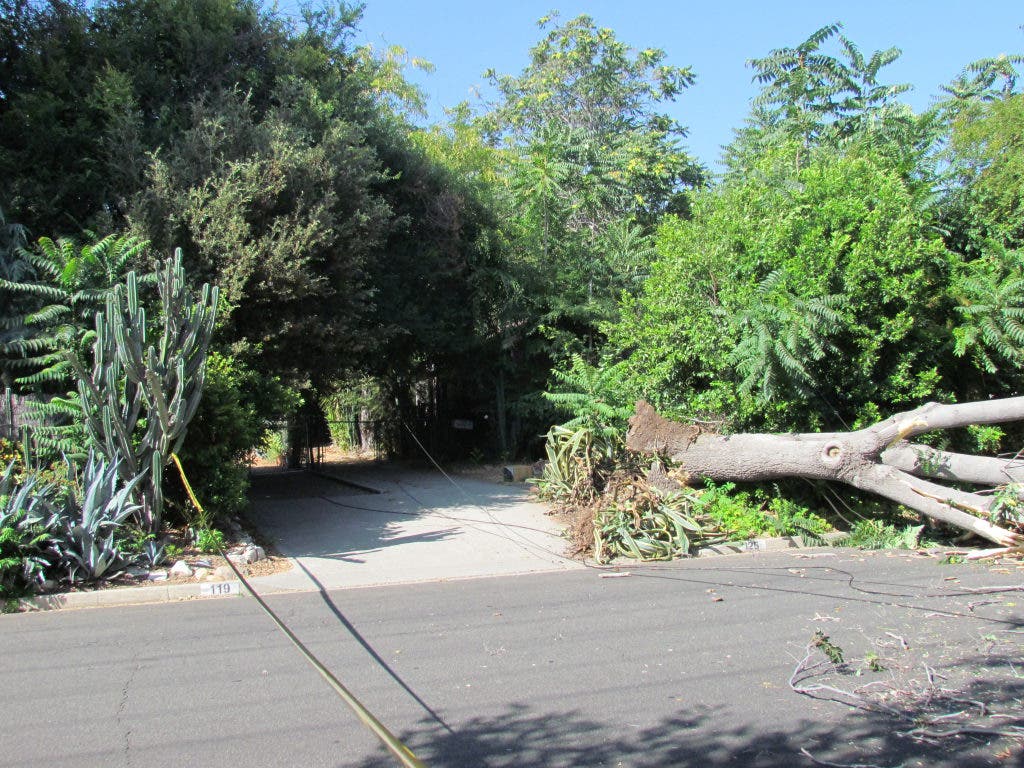 PHOTOS: Fallen Tree Knocks Down Power Lines Saturday | Altadena, CA Patch
