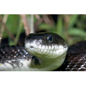 2015095602faddf4199.png