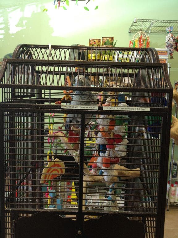 New Parrot Shop Opens in East Meadow East Meadow, NY Patch