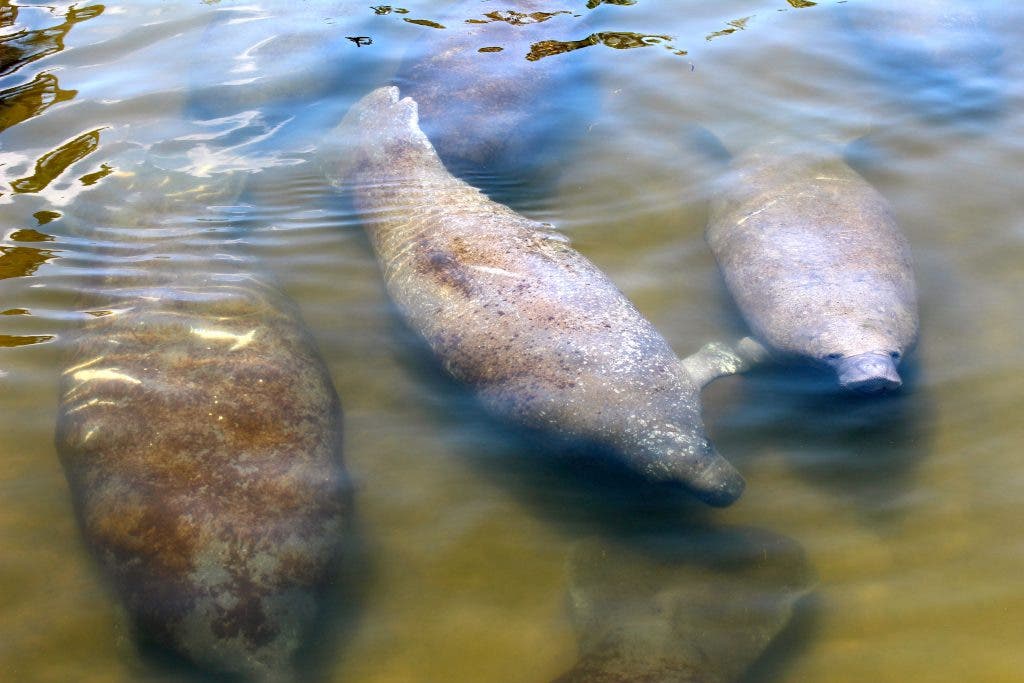PHOTOS Manatees Hang Out at Bradenton Riverwalk Bradenton, FL Patch