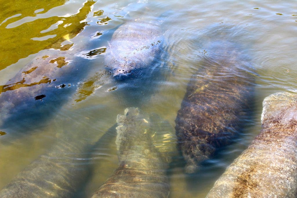 PHOTOS Manatees Hang Out at Bradenton Riverwalk Bradenton, FL Patch