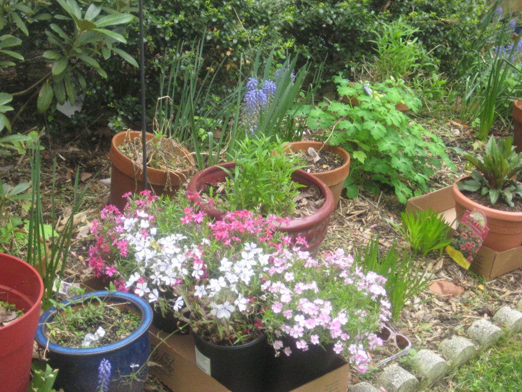 It's Time to Add Native Plants to Your Garden | Germantown, MD Patch