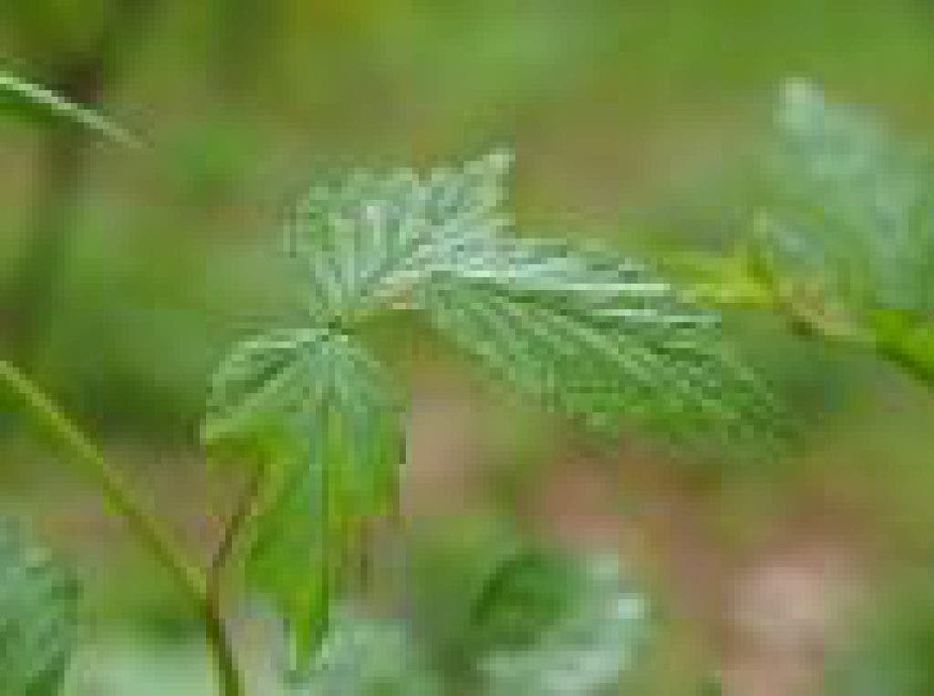 https://patch.com/img/cdn/users/75861/2012/05/raw/c5b2429ea93d168548417cb9674c0c0e.jpg