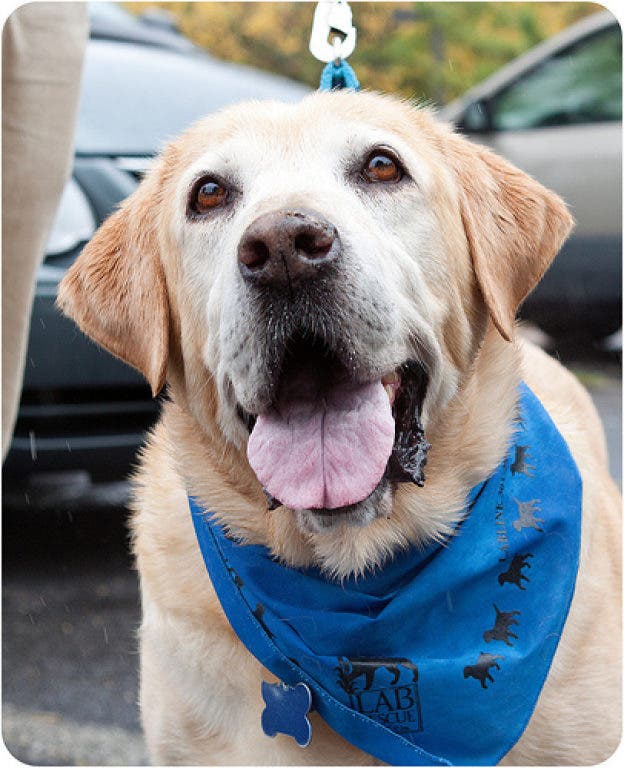 lab rescue of the potomac