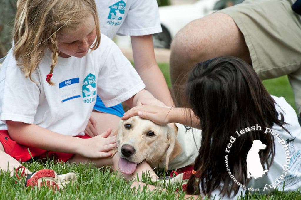 lab rescue of the potomac