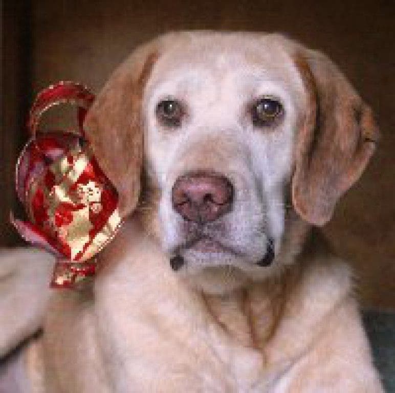 lab rescue of the potomac