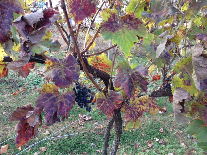 Harwood Winery Faces Obstacles, Moves Towards ...
