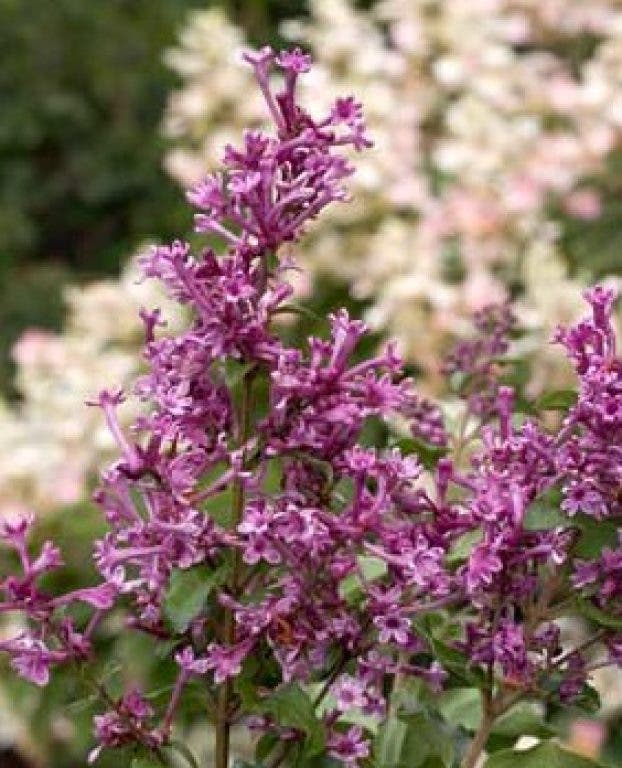 Happy Flower Hour at Pike Nurseries | Alpharetta, GA Patch
