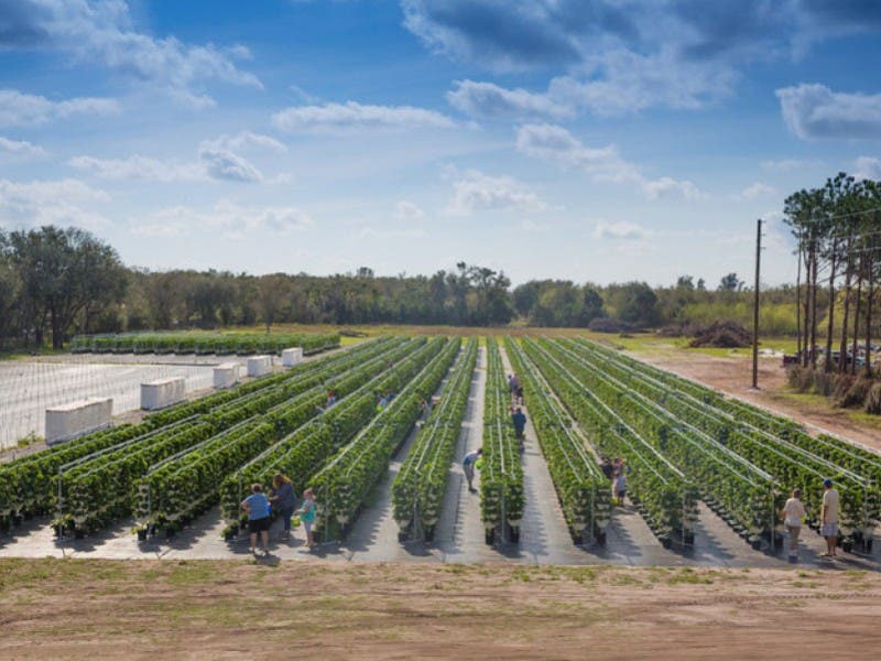 UPick Fields Lure Strawberry Lovers to Riverview