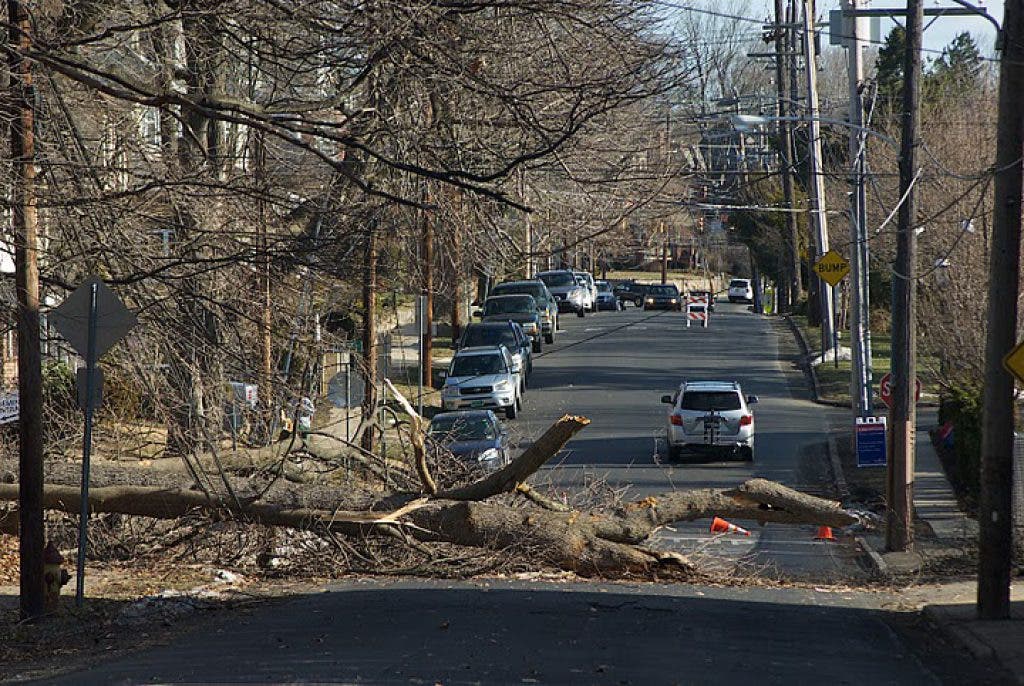 Downed Tree Brings Down Power Lines | Doylestown, PA Patch
