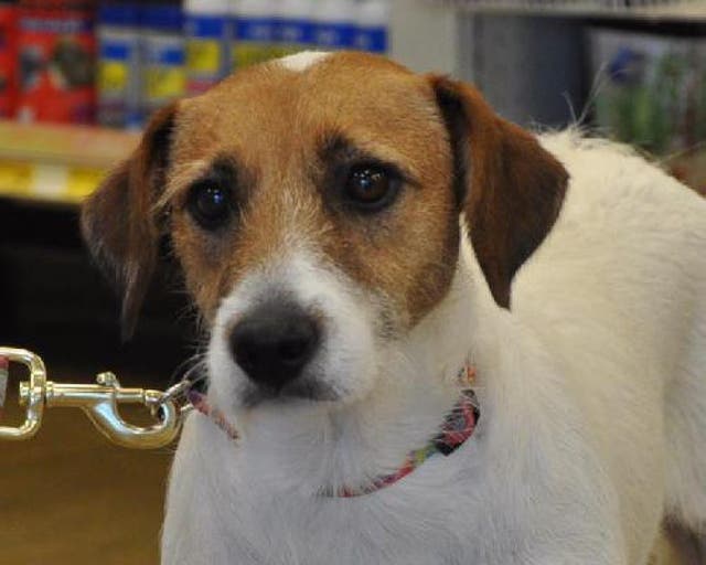 Jack Russell Terrier Needs Home O'Fallon, MO Patch