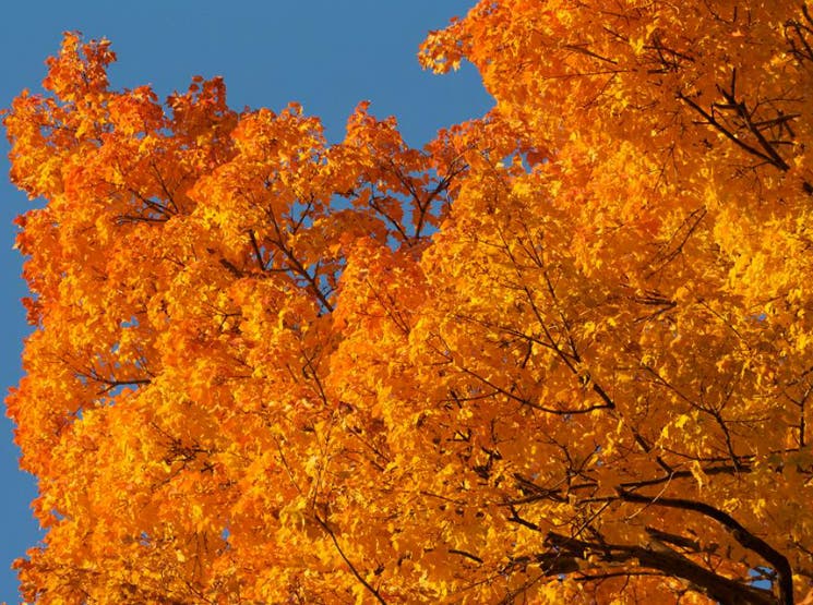 Start Raking Yard Waste Pickup Schedule Announced Farmington MI Patch