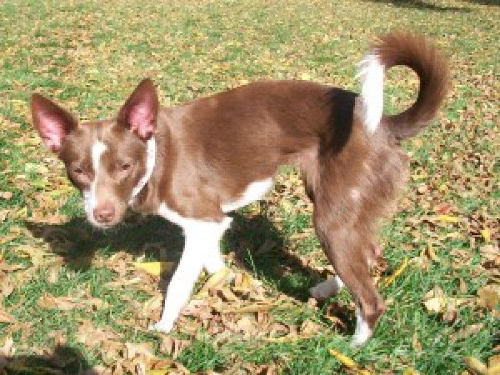 GO DOG GO Hosts Rover Rescue Adoption Day | Yorkville, IL Patch