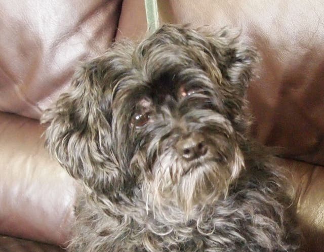 Rescue Pet of the Week: Roxy, the Maltese Mix | Culver City, CA Patch