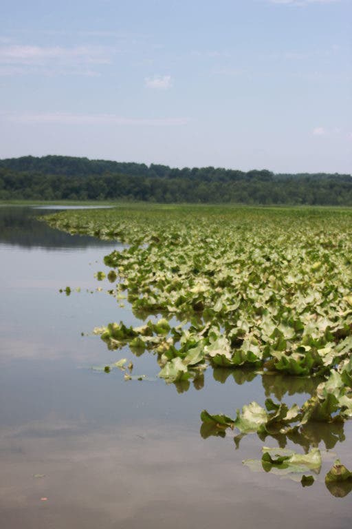 Pigg Point Md Part I: Archaeology Site at Pig Point Continues to Yield Ancient ...