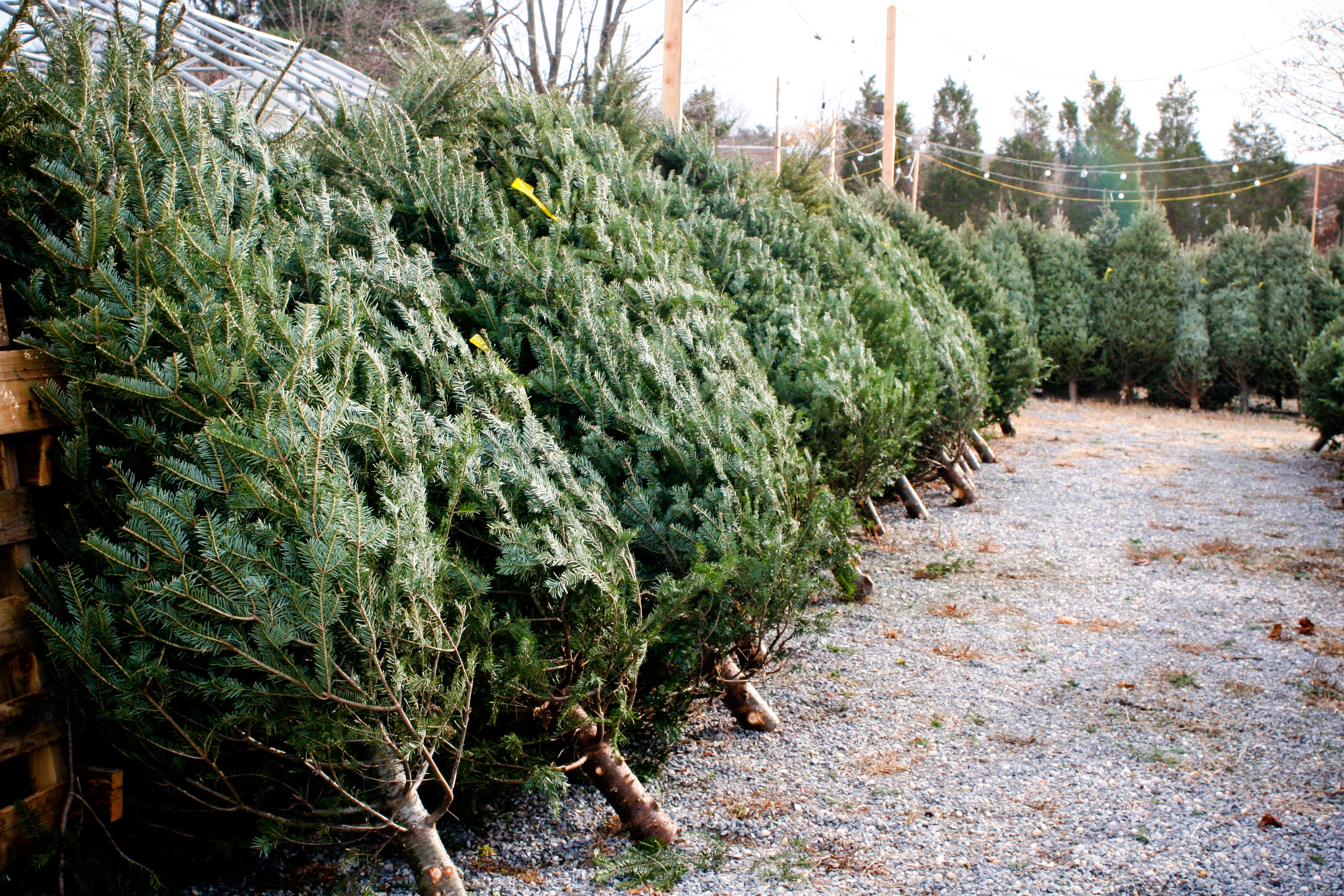 10 Places To Buy A Christmas Tree Hauppauge, NY Patch