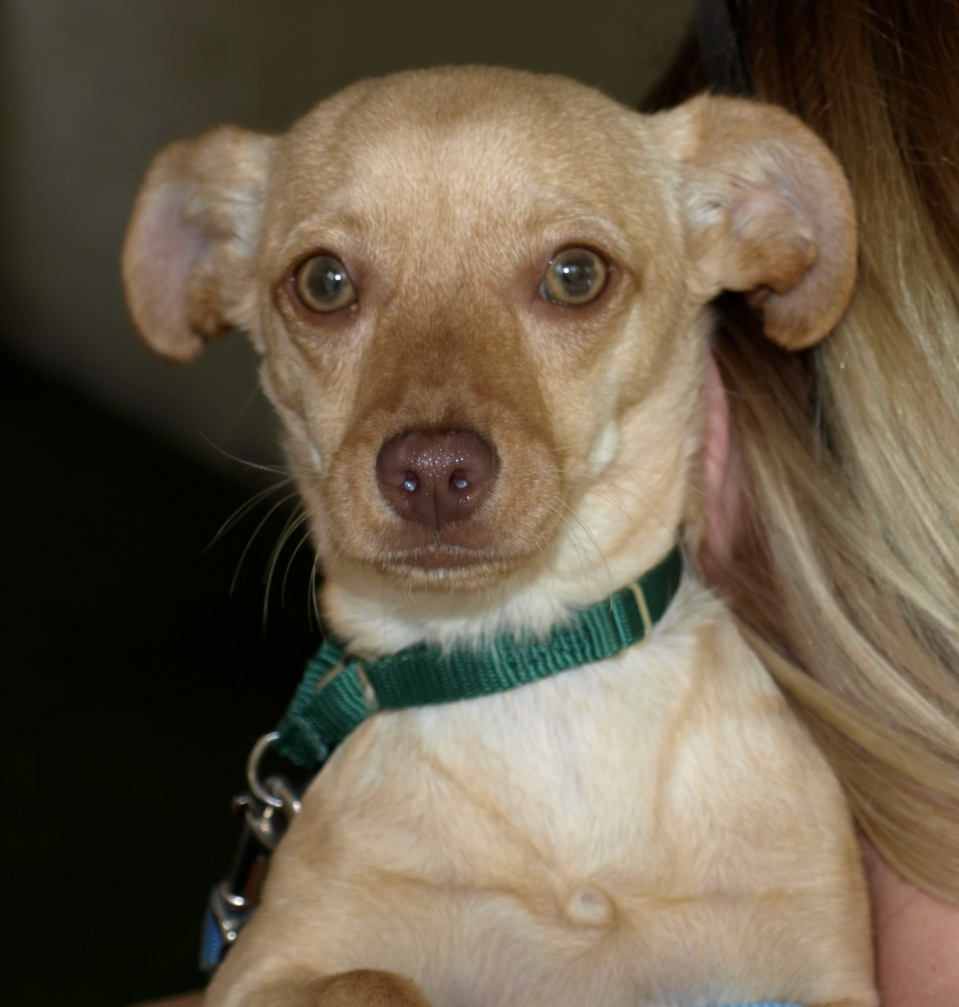 Pen Rescue Center The Pet Rescue Center Receives $5,000 Grant from the Petco Foundation ...