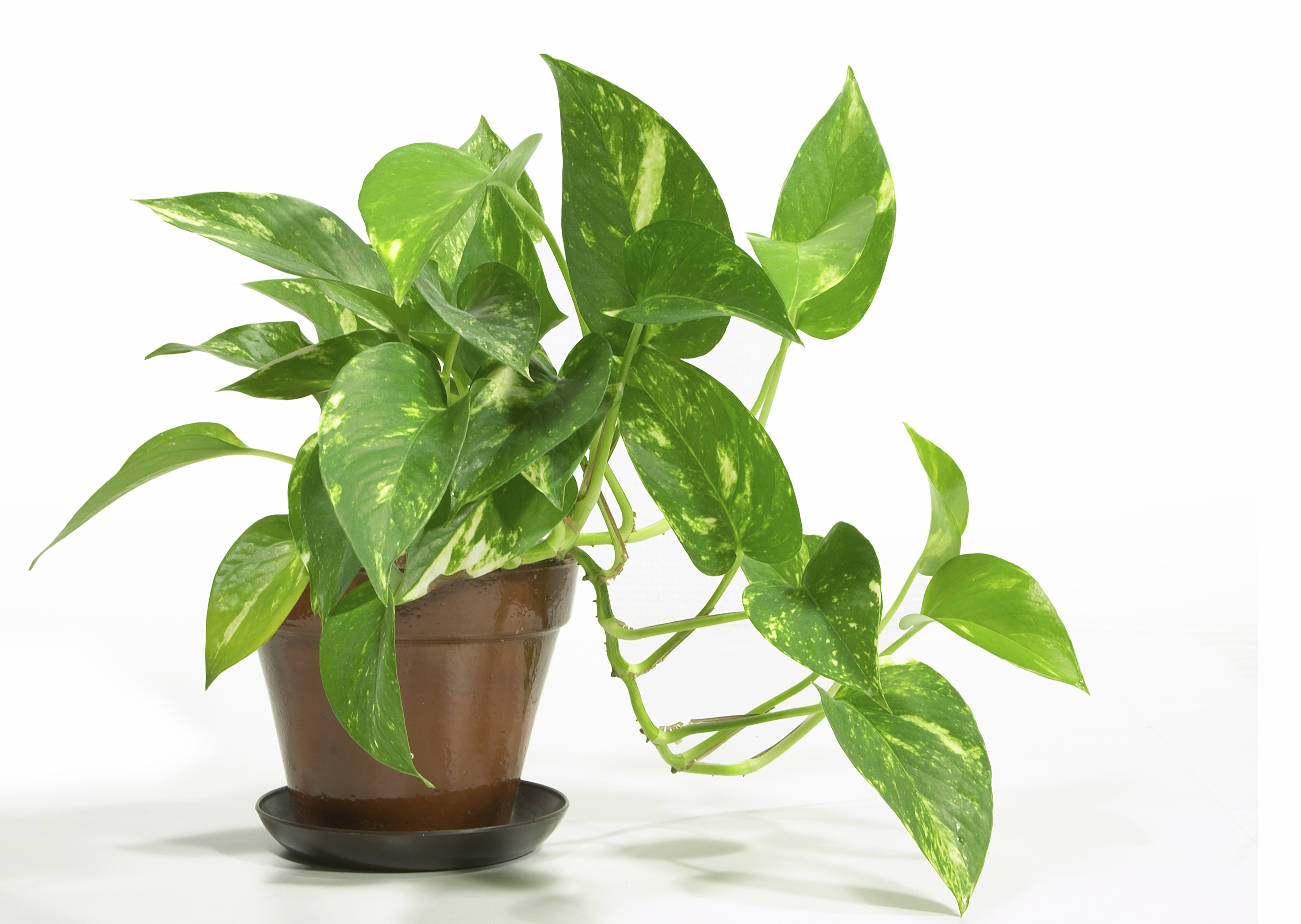Home Gardener........Fall is a Great Time to Repot Plants | Hellertown, PA  Patch