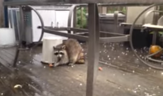 Watch: Raccoon Hides from Hail Under Patio Table | Tinley Park, IL Patch