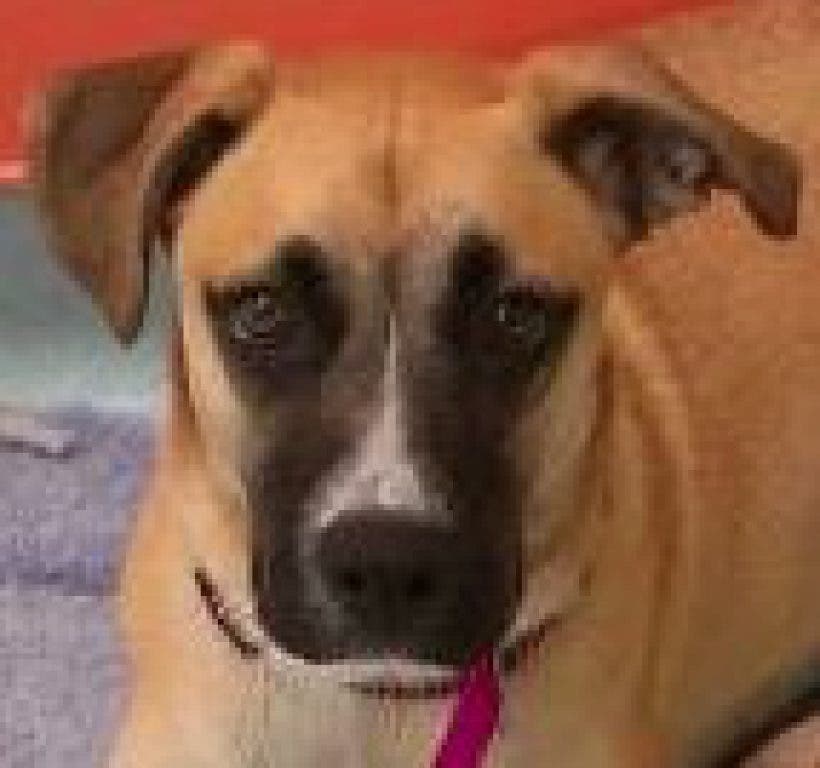 great dane mix adoption