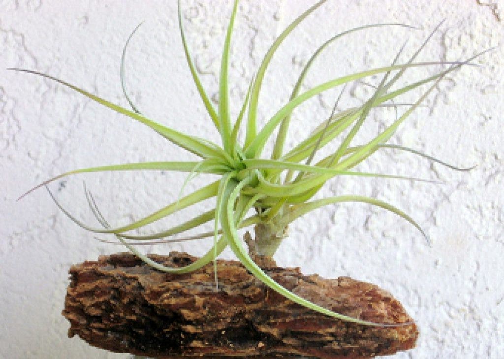 All about air plants midtown ga patch