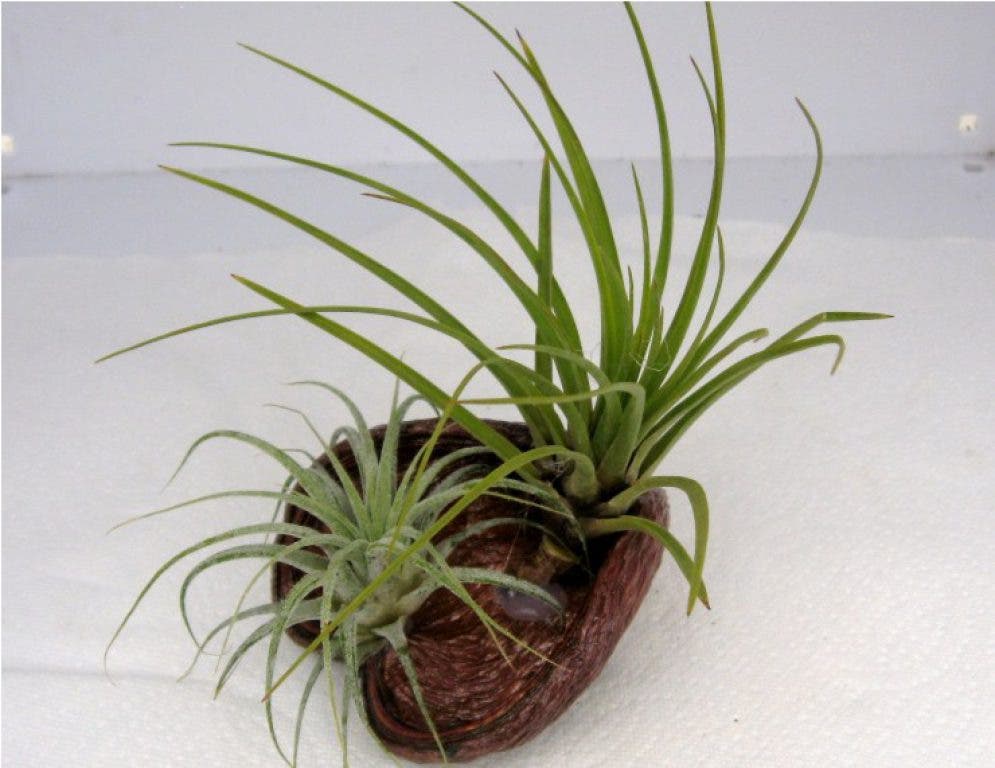 All about air plants midtown ga patch