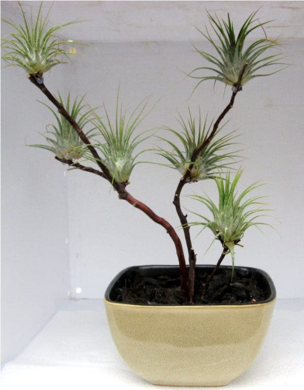 All about air plants midtown ga patch