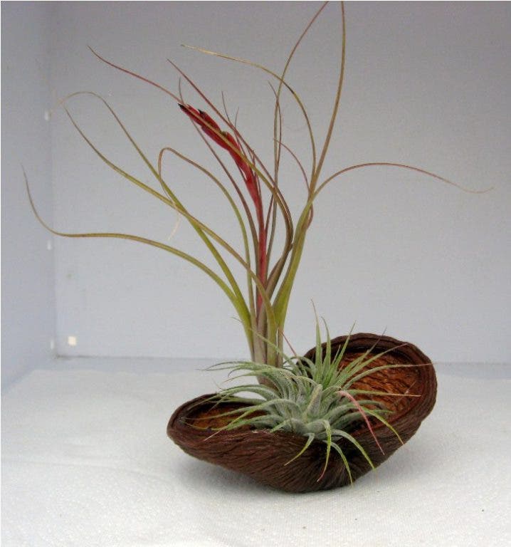All about air plants midtown ga patch