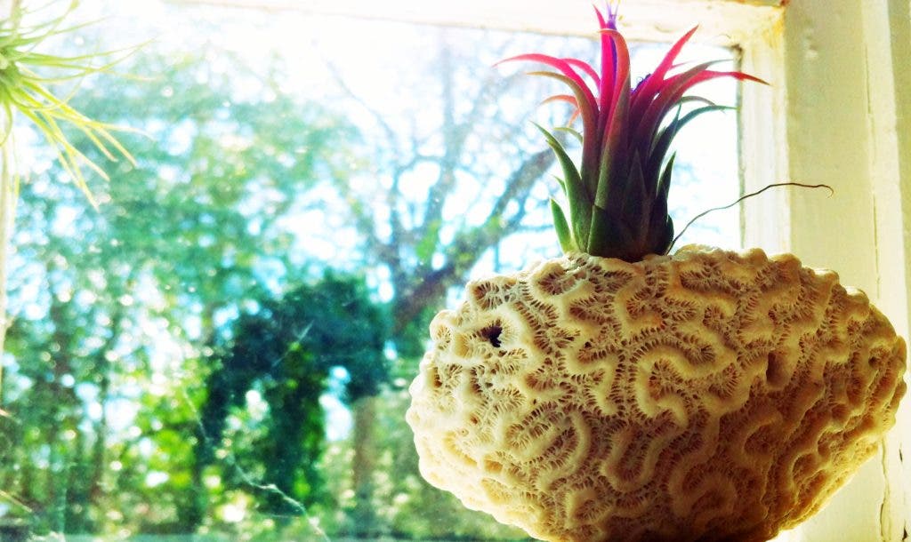 All about air plants midtown ga patch