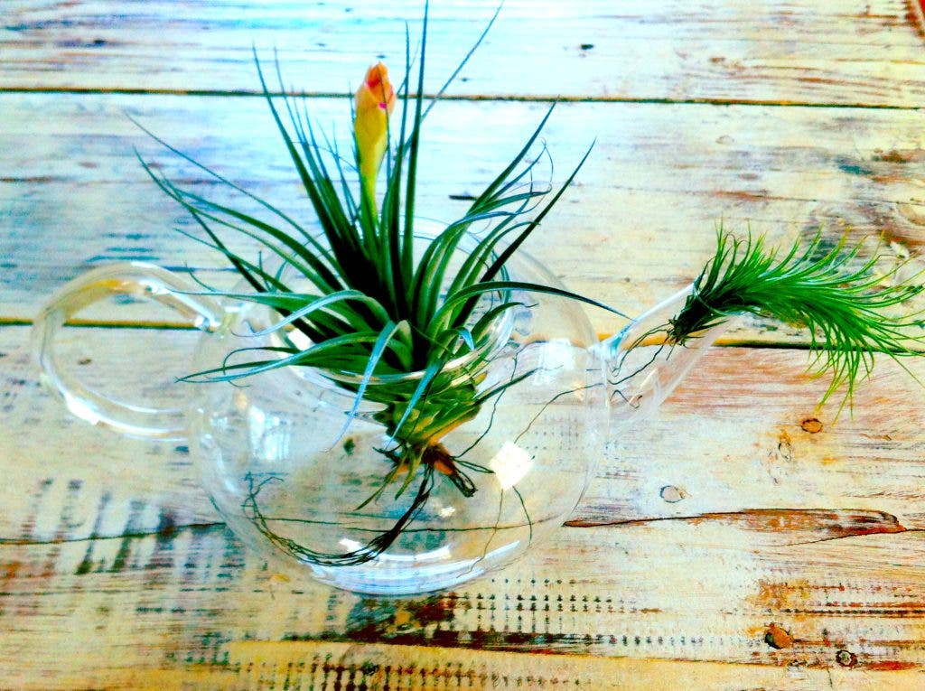 All about air plants midtown ga patch