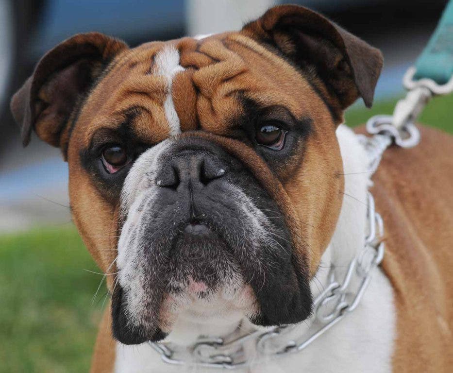 Get Out: Vintage Clothing, Vintage Stuff, and Beautiful Bulldogs