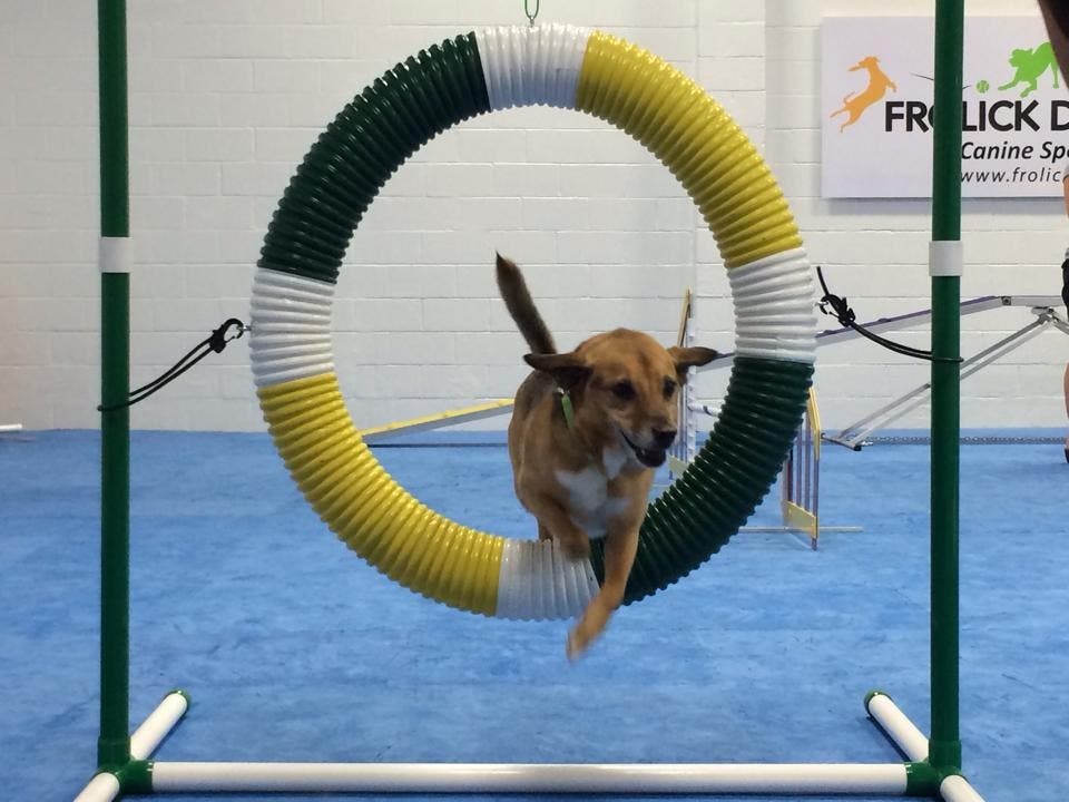 agility gym for dogs
