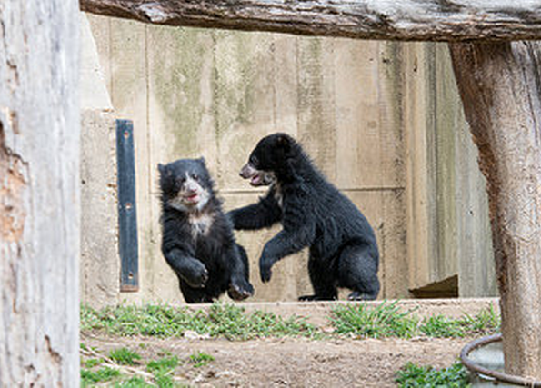 National Zoo s Andean Bears Now Have Names Georgetown DC Patch national-zoo-s-andean-bears-now-have-names-georgetown-dc-patch