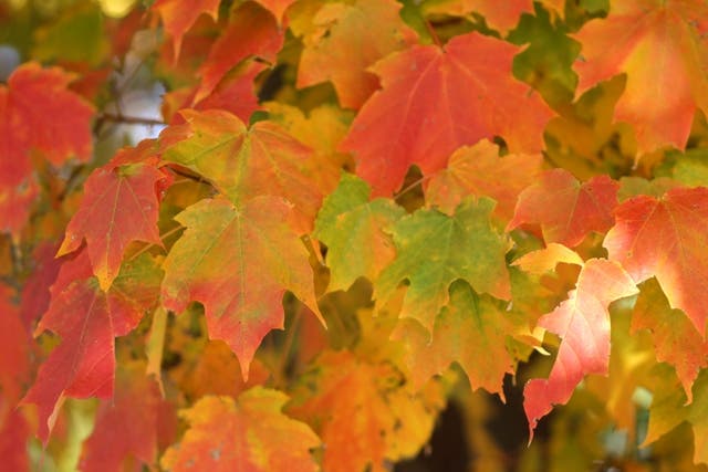 Moms Talk: Favorite Fall Activities