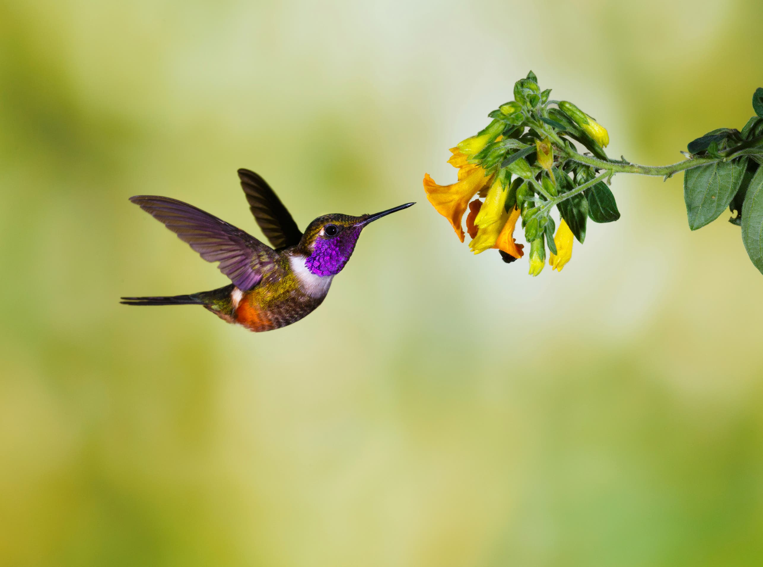 Attracting Hummingbirds and Butterflies - Kids Class! | Atlanta, GA Patch