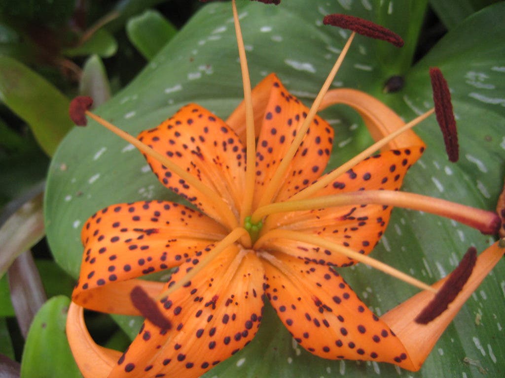 Plant of the Week: Tiger Lily | Newport Beach, CA Patch