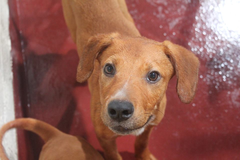 Cute Hound/Lab Puppy Needs Home by 4Pm 8/29 | Alpharetta, GA Patch