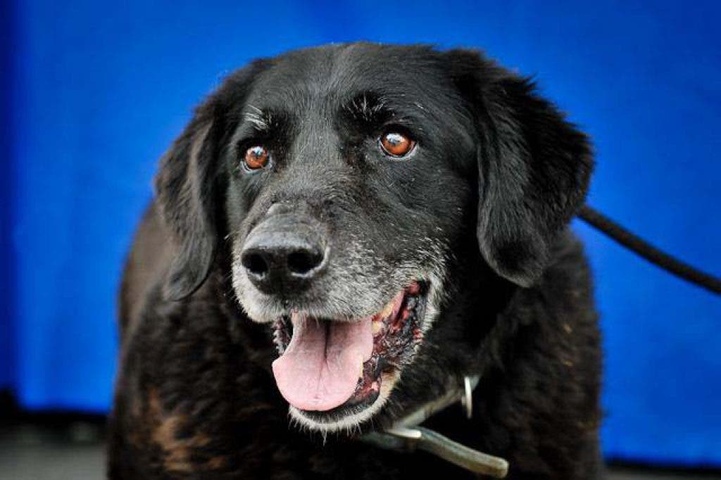 Help Save Crystal and others at Baldwin Park Animal Shelter (VIDEOS